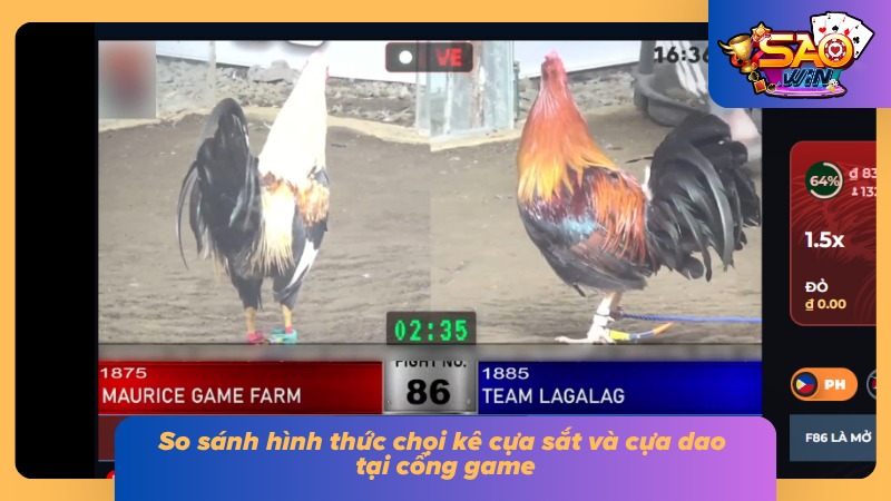 Cách quan sát trận đấu chọi kê